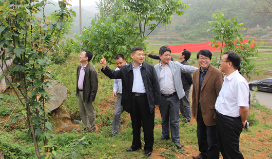 姚小泉书记到兴仁县贵州大学与贵州洪黔薄壳核桃公司合建的巴铃镇核桃产业基地调研